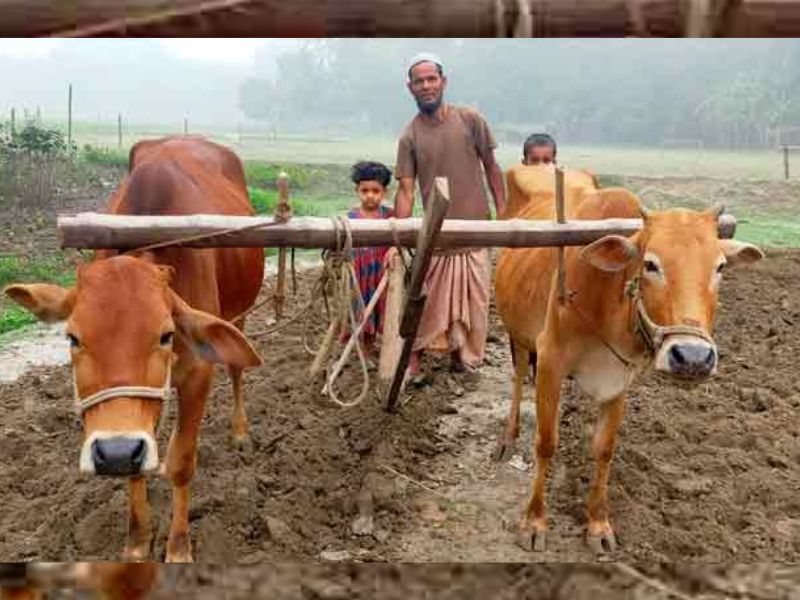 রংপুরে বিলুপ্তির পথে গরু দিয়ে হালচাষ 